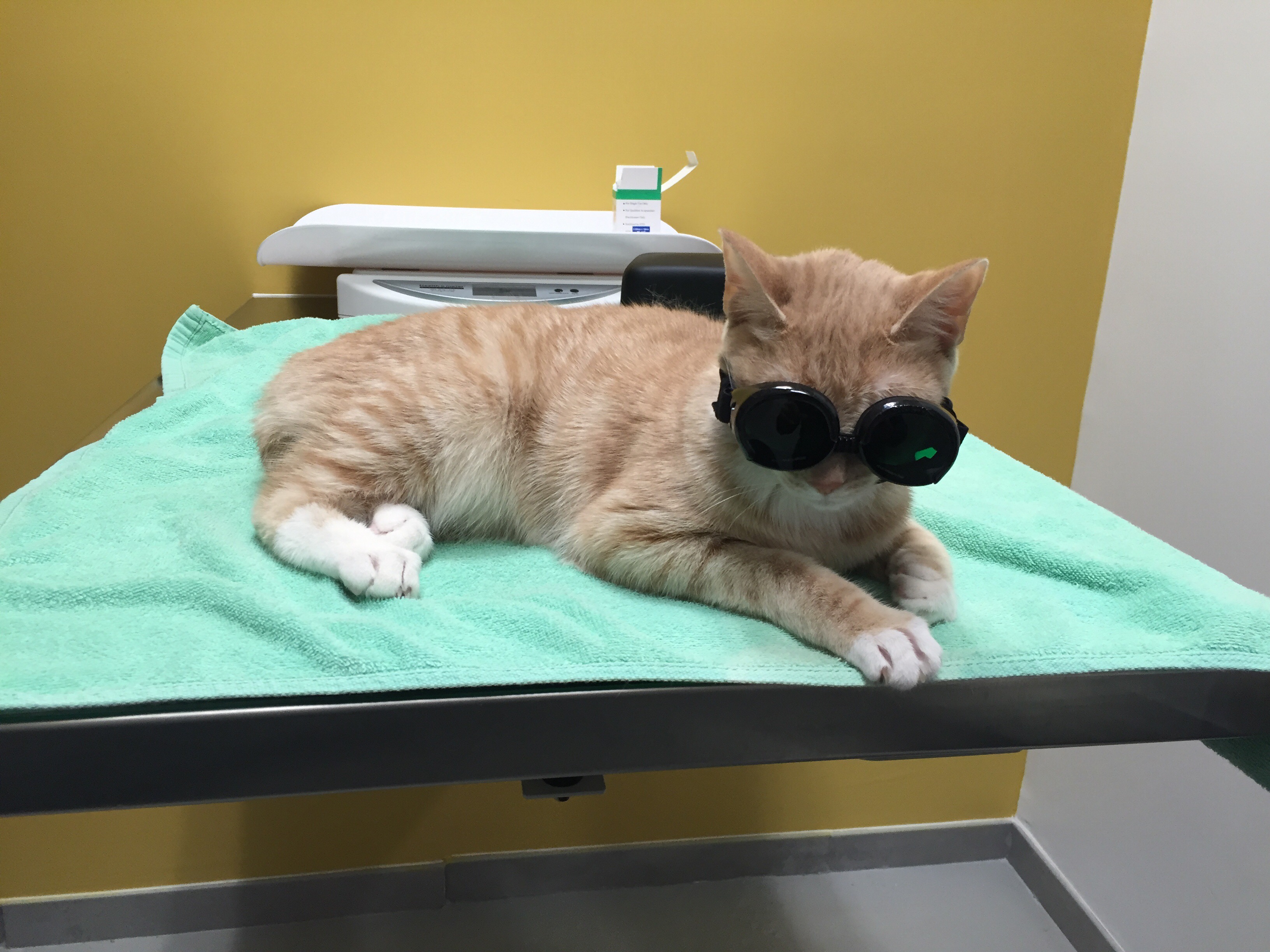 laser therapy for cats brooklyn, nyc