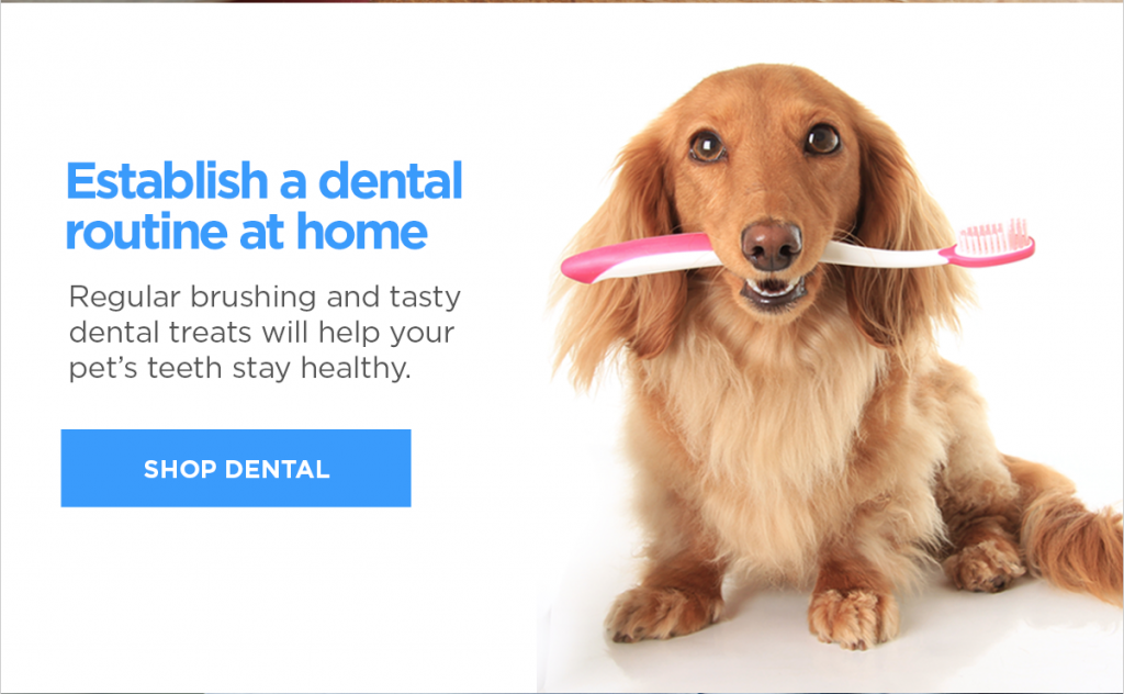 brooklyn exotic pet care Archives All Creatures