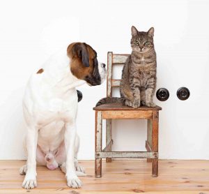 A dog looking at a cat curiously