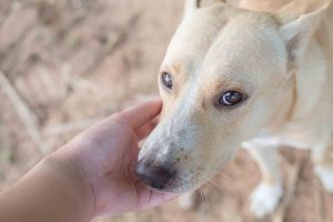 A white dog being comforted