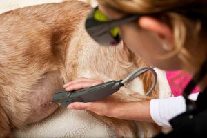 A dog being treated with laser therapy