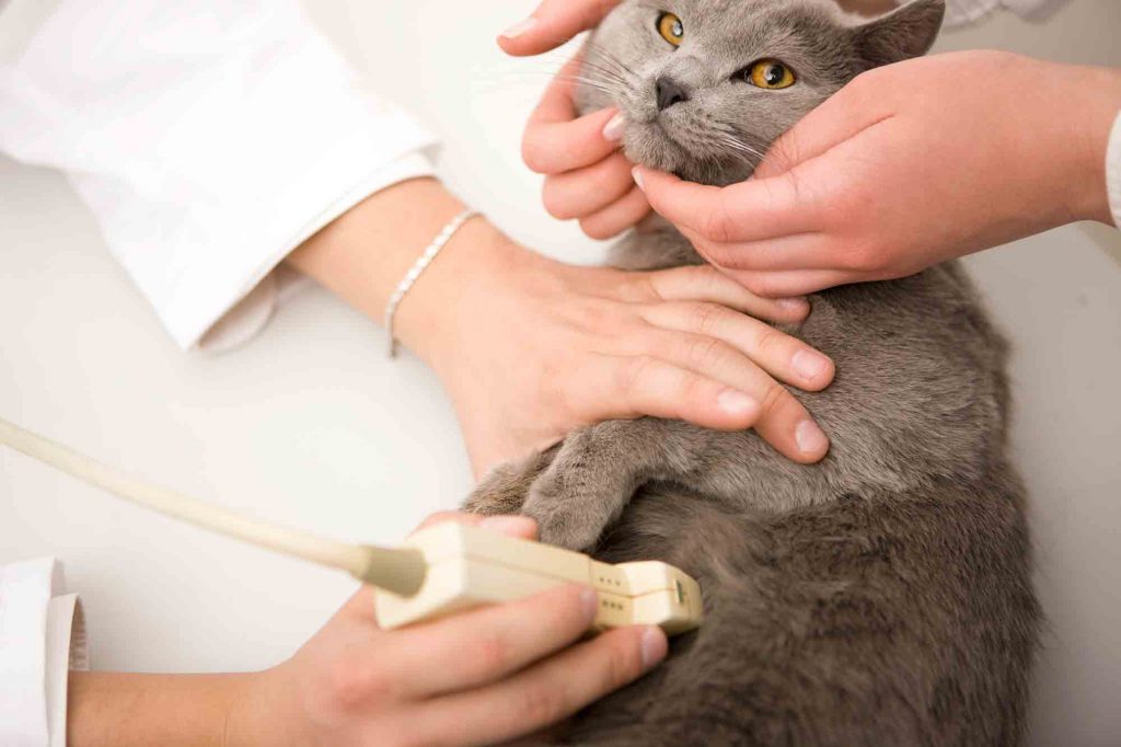 ultrasound in veterinary medicine