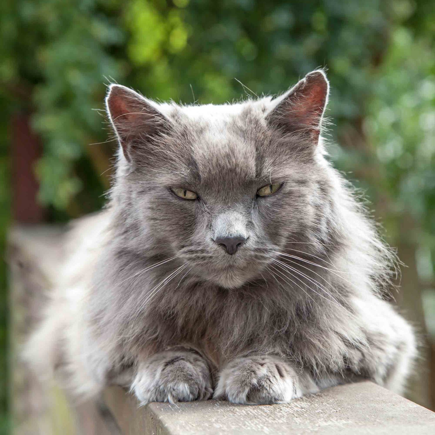 Proper senior cat care is vital to your aging cat