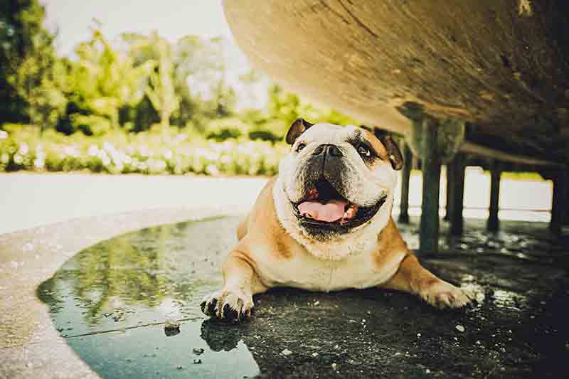 A dog laying in the shade