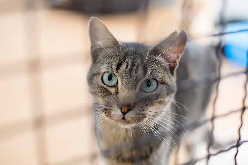 A tiger-striped cat looking through a kennel