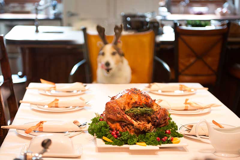 Avoid a pet emergency on Thanksgiving by knowing pet food safety