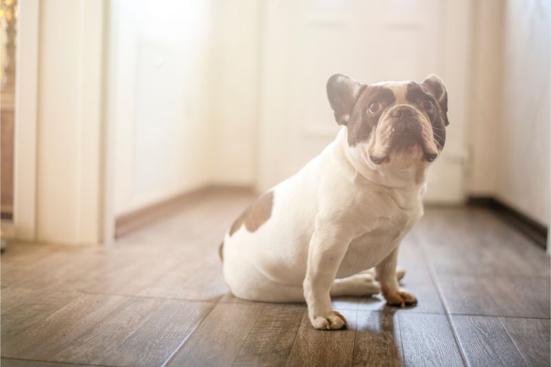 A dog sitting happily on the floor