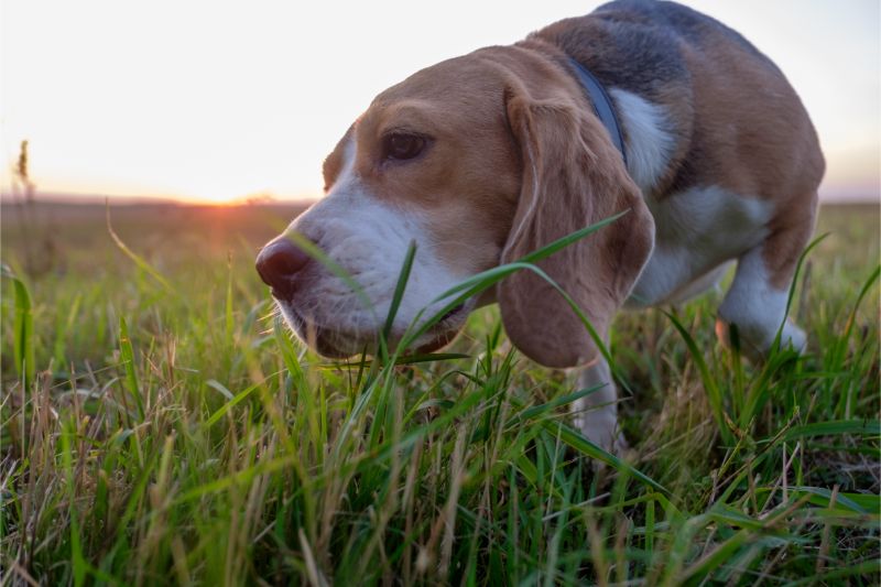 A dog sniffing through the grasses