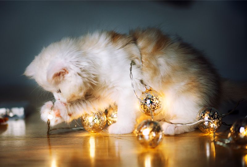 Cat wrapped up with Christmas lights and playing