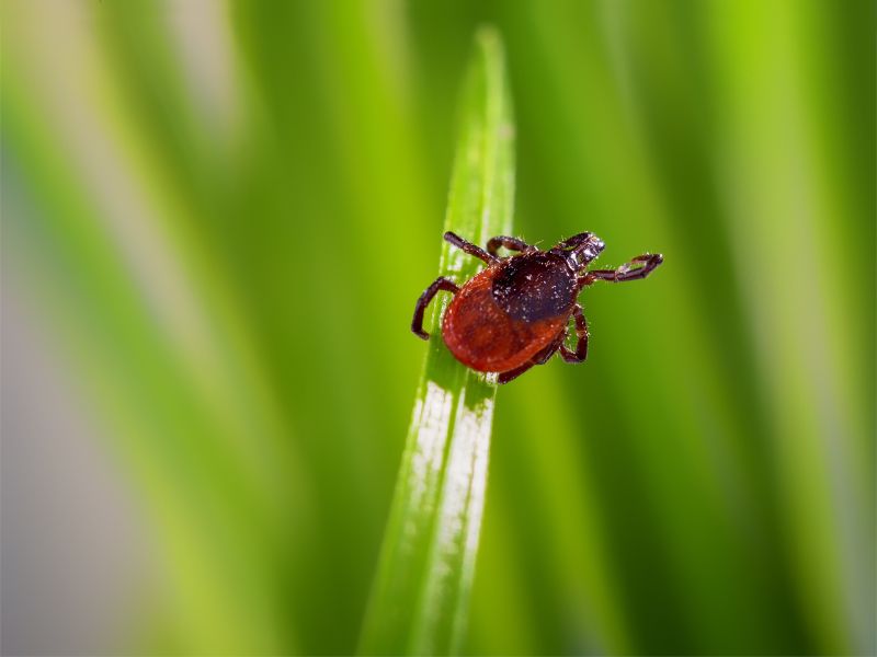 A tick on a blade of grass