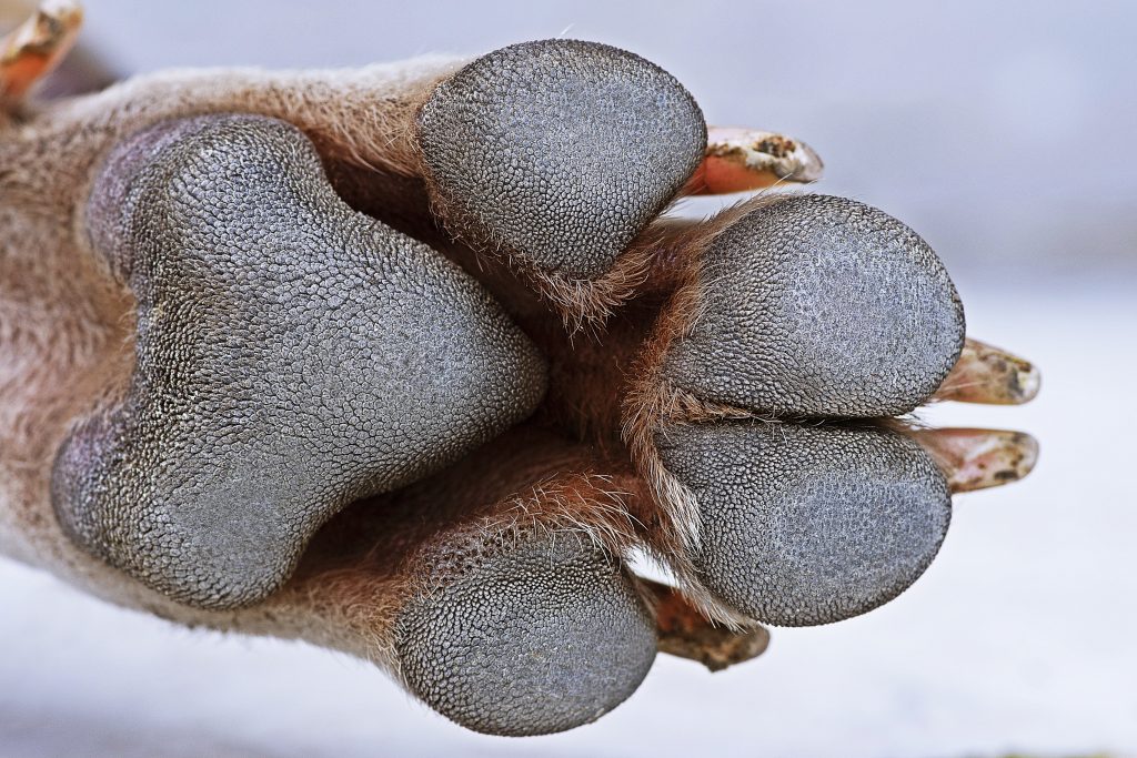 Closed up Thai stray dog's paw.