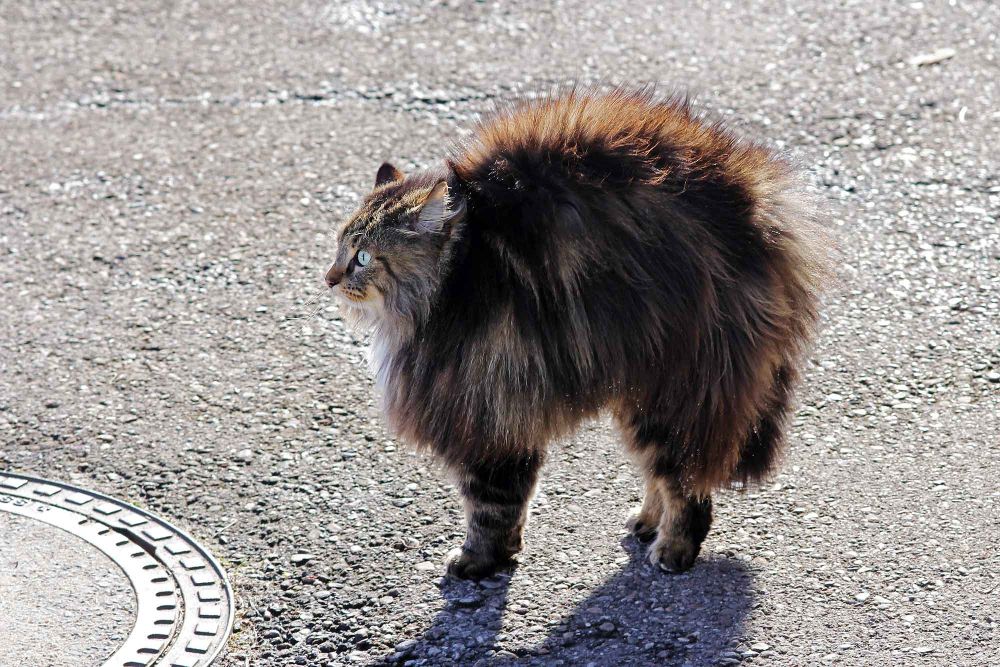 Fluffy cat arching its back