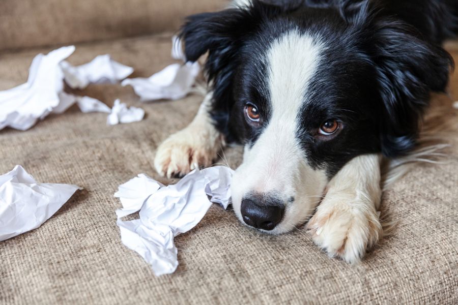 A dog lies down among ripped up paper.