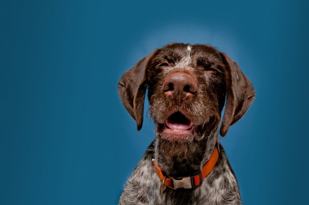 A dog sneezes against a dark blue background.