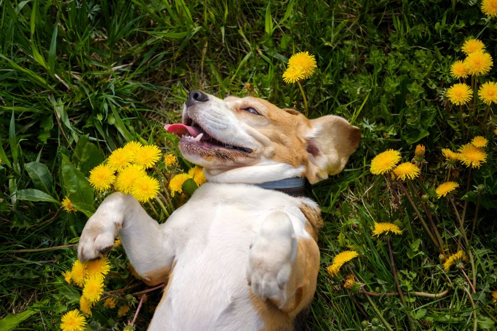 Dog with seasonal allergies rolling in dandelions.