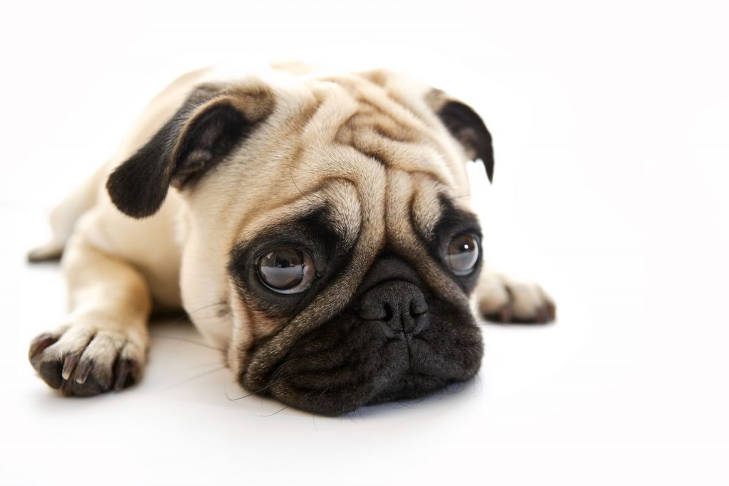 A white pug looks sad about his dog paw problems.