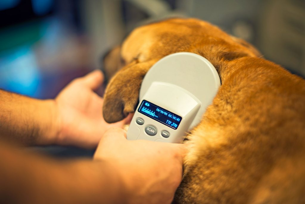 Scanning a microchipped dog, which is brown.