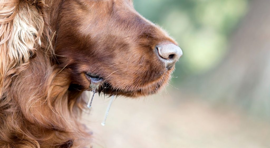 Dog slobbering.