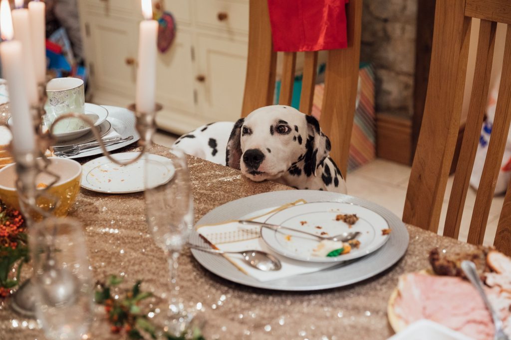 Dog at holiday table.