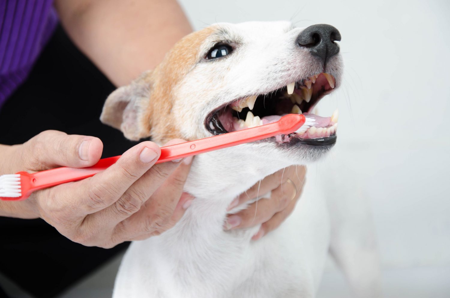 Yuck, Dog Breath! Signs of Dental Disease in Dogs All Creatures