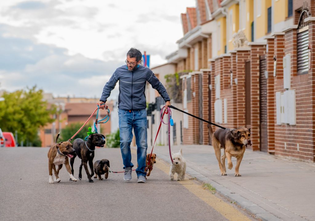 Dog walker in Brooklyn.