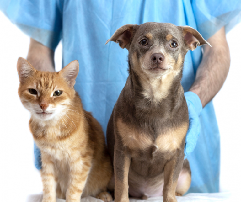 Curbing your Pet’s Stress at the Vet’s Office All Creatures