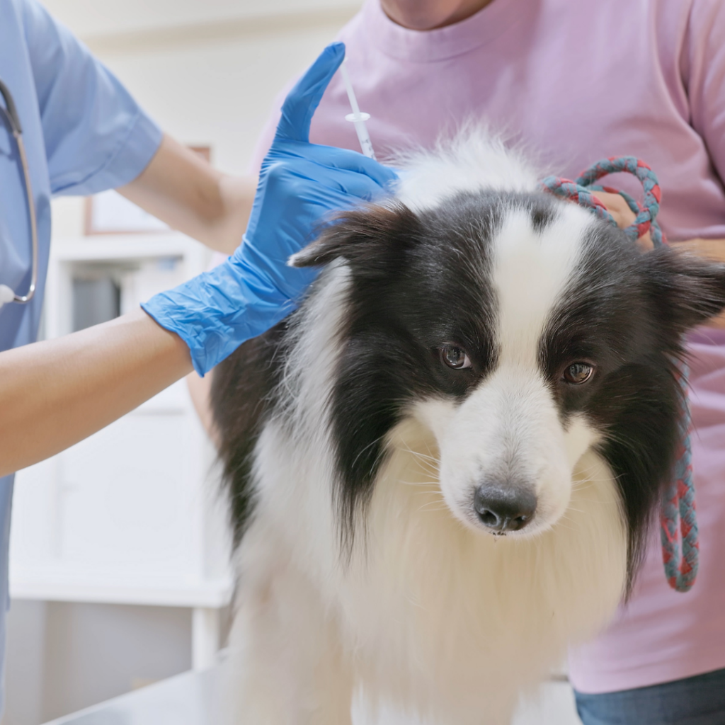 veterinarian sedating dog at veterinary hospital