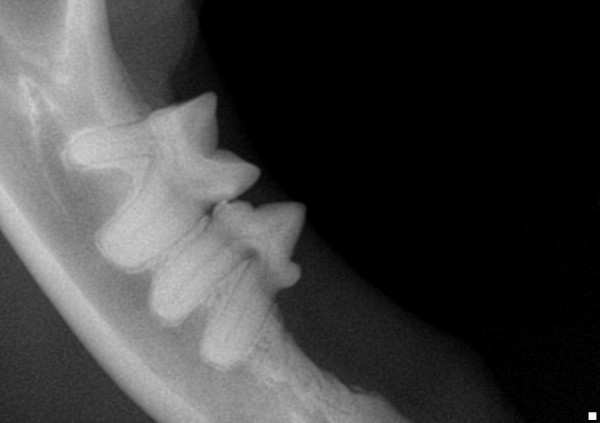 dental x-ray