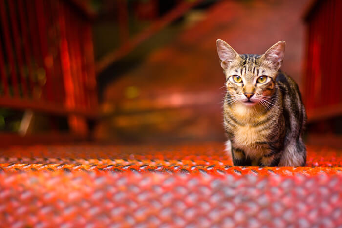 Cat posing on red steps