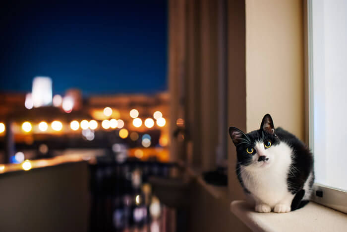 Cat sitting on a window ledge