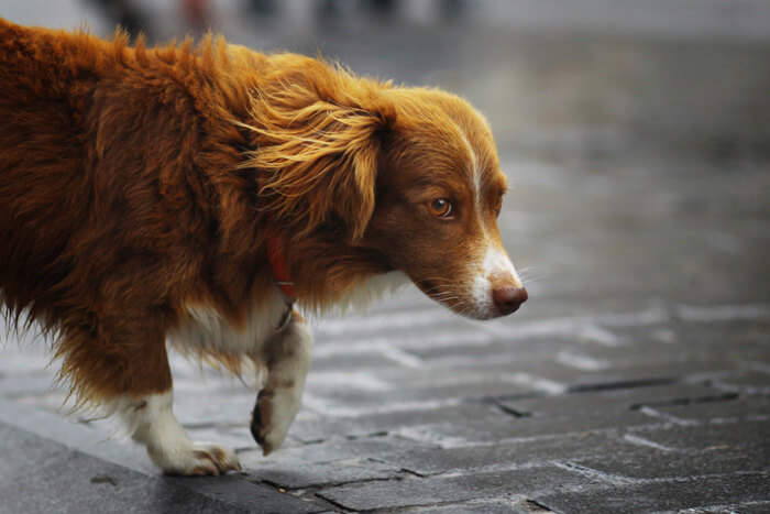 Dog walking on wet sidewalk