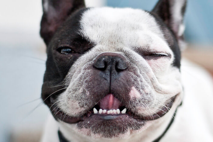 French bull dog smiling
