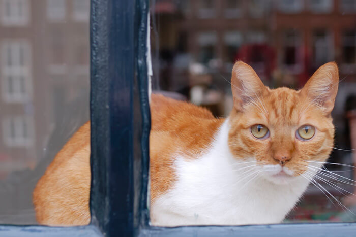 Cat looking out a window