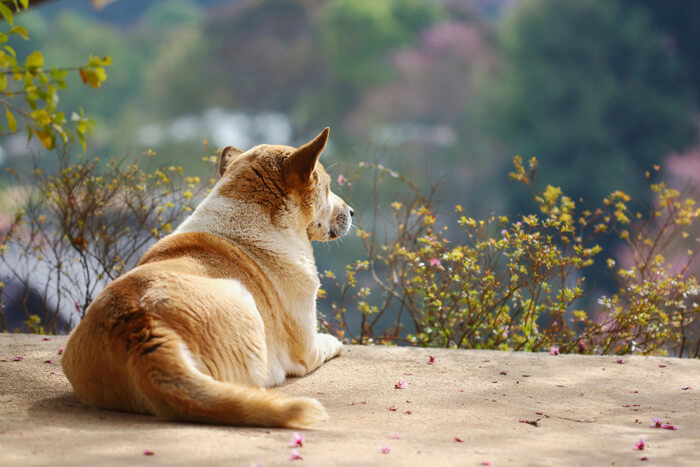 Dog laying on a patio staring away