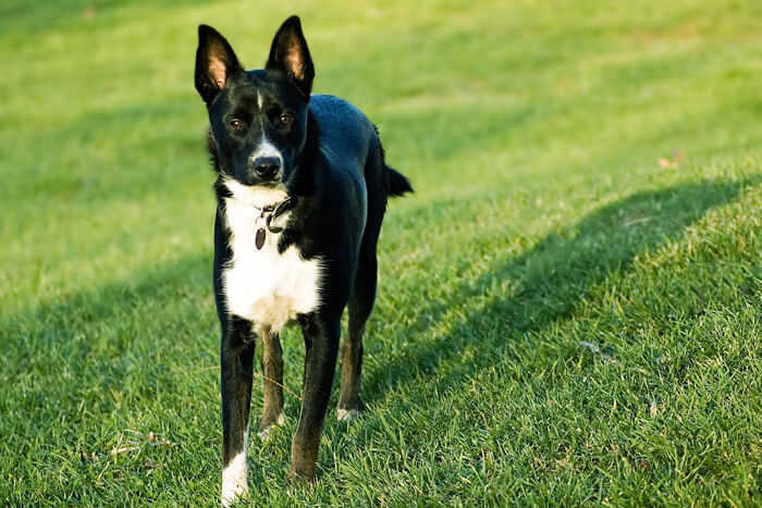 Dog in motion on lawn