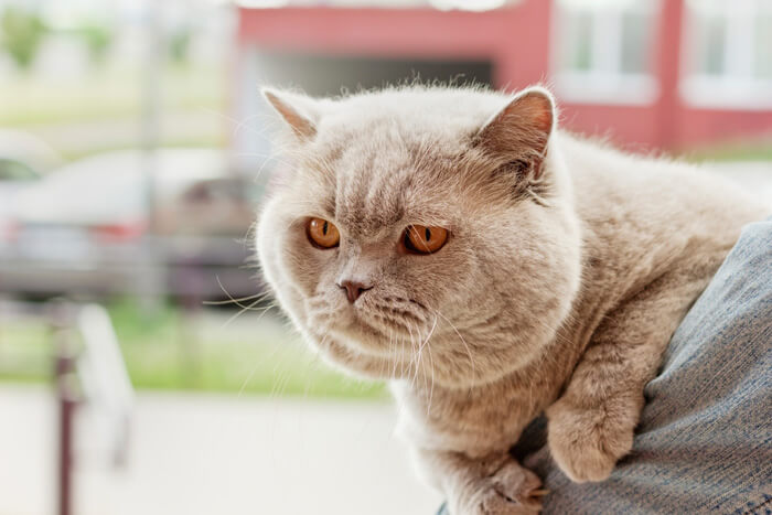 Cat looking hangeing on owners shoulder