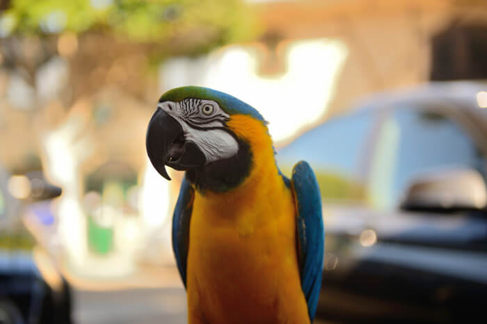 Parrot posing