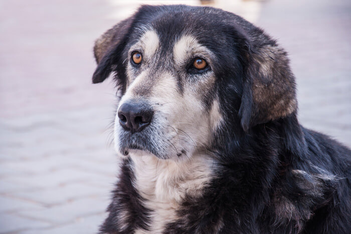 Calm old dog posing