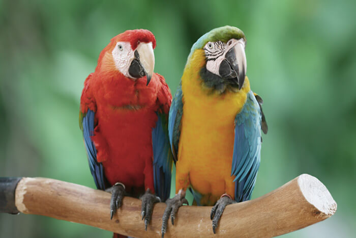Two parrots sitting on branch