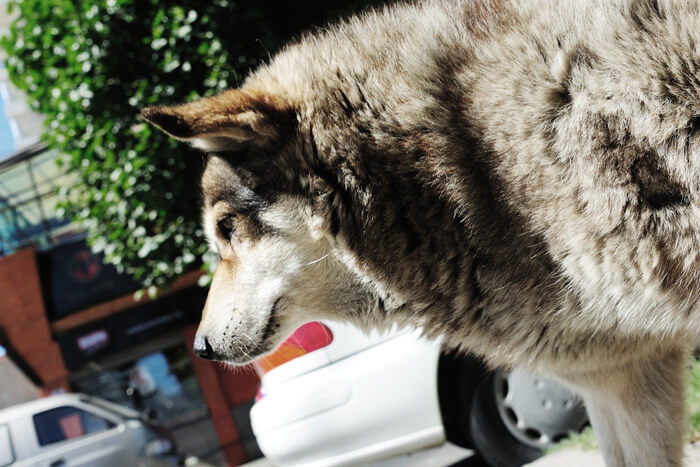 Dog walking on street