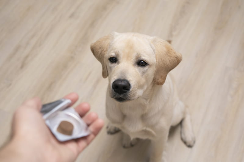 A dog being given medication